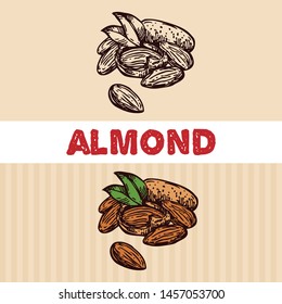 Almond nuts sketch illustration. Beautiful hand drawn illlustration. Black and white and colored version.