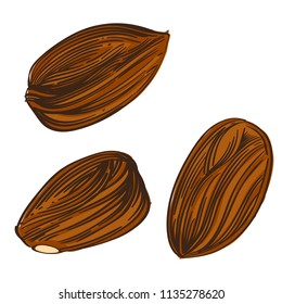 Almond nuts. Vector illustration isolated on white background for packaging design, labels and much more.