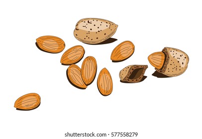 Almond nuts vector illustration on white background. Nutty Is really healthy food, include many protein and vitamins. Nuts and chocolates give a lot energy.
Vegetarians eat a lot of nuts