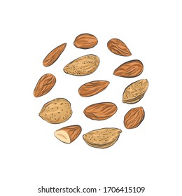 Almond nuts vector sketch. Almond kernels and nutshells isolated on white background.
