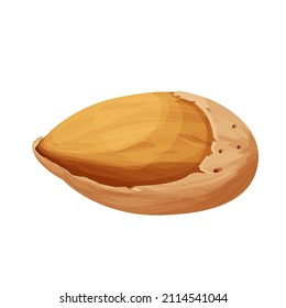 Almond in nutshell detailed raw nut, organic product, ingredient in cartoon style isolated on white background. Ripe plant, snack.
