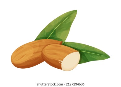 Mandeln in der Nussschale mit Blättern detaillierte Rohmutter, organisches Produkt, Zutat im Cartoon-Stil einzeln auf weißem Hintergrund. Reife Pflanze, Snack.