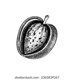 Almond nutshell sketch. Hand-drawn vector illustration. Vintage almond nut for cosmetics ingredients or healthy food. Botanical design element