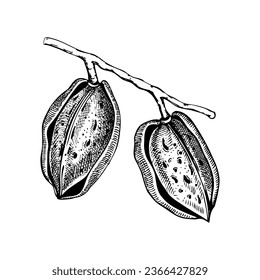 Almond nutshells sketch.  Hand-drawn vector illustration. Almond nut branch with two nuts. Vintage cosmetics ingredient, healthy food drawings. Botanical design element in engraved style