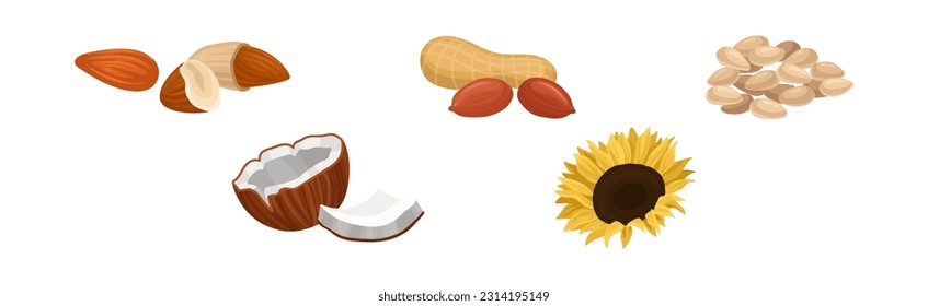 Almond, Peanut, Seeds, Coconut and Sunflower Vector Set