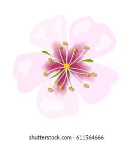 Almond pink flower isolated on white background. Macro, closeup. blossoming. Spring floral theme for postcard, decoration. Vector illustration. greeting card template