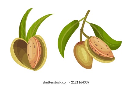 Almond Plant Branch With Inshell Almonds Vector Illustration