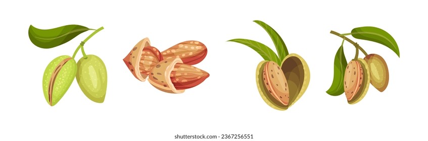 Almond Plant Branch with Kernel in Husk Vector Set