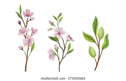 Almond Plant Branches with Blossoming Flowers Vector Set