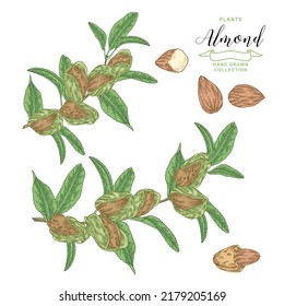 Almond plant. Hand drawn almond branch with nuts. Vector botanical illustration. Colorful vitage style. 