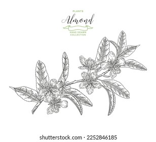 Almond plant. Hand drawn almond branch with flowers and leaves. Vector botanical illustration. Black and white. 