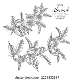 Almond plant. Hand drawn almond branch with nuts and flowers. Vector botanical illustration. Black and white vitage style. 