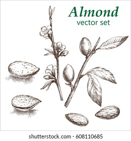 Almond  Plant Set. The Illustration In Vintage Style. Picture Made By Hands With Ink.