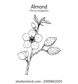 Almond (Prunus amygdalus or dulcis), medicinal and edible plant. Hand drawn botanical vector illustration