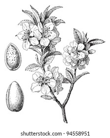 Almond (Prunus dulcis) / vintage illustration from Meyers Konversations-Lexikon 1897