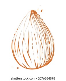 Almond seed, color vector illustration