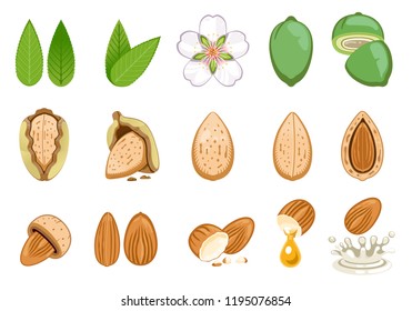 almond seed develop and product from almonds.