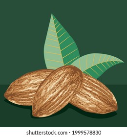almond seed, ripe brown kernel detailed illustration.