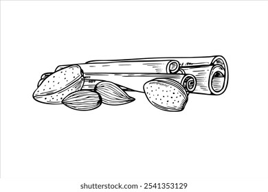 Almond seeds and cinnamon sticks pile vector isolated illustration in black and white colors. Nuts with seasoning ingredients monochrome illustration etching drawing for winter sweet desserts, drinks.