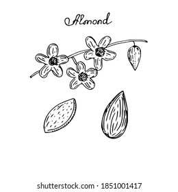 Almond set, branch, flowers and nuts, vector illustration, hand drawing