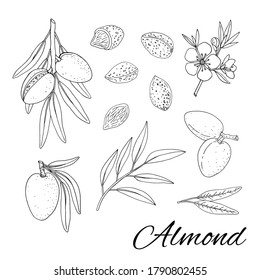  Almond. Set with branches with leaves and fruit. Blossoming almond. Nuts and kernels. Hand drawn vector illustration isolated on white background. 