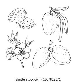  Almond. Se coloca con ramas con hojas y fruta. Almendras florecientes. Nueces y núcleos. Ilustración vectorial dibujada a mano aislada en fondo blanco. 