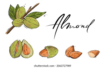 Almond set, color vector illustration