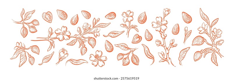 Almond set. Hand drawn branch, aroma nuts, flowers and texture leaves. Vintage floral engraved illustration. Botanical nature form. Aroma oil, organic protein, vegan food