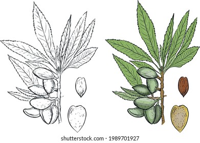 
Almond set nuts A branch drawn by hand line art engraving coloring for children sketch. Plants leaves nature natural products

