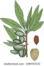 
Almond set nuts food useful vitamins . Plants leaves nature natural products  print textile food healthy vitamins graphic illustration hand drawn vector 

