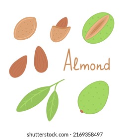 Almond set. nuts. leaves. Vector Illustration for printing, backgrounds, covers, packaging, greeting cards, posters, stickers, textile and seasonal design. Isolated on white background.
