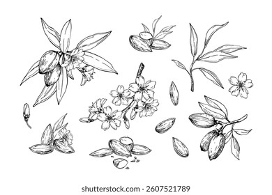 Almond set of vector illustrations hand drawn with ink. Black and white nuts, flowers, branches and leaves. Objects for food and drink label design