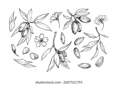 Almond set of vector illustrations hand drawn with ink. Black and white nuts, flowers, branches and leaves. Objects for food and drink label design