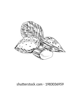 Almond in shell, kernel and leaf, retro hand drawn vector illustration.