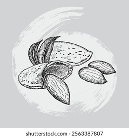 almond sketch hand drawn vector illustratio