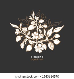Almond symbol. Golden natural nut, branch, leaves, flower in bloom. Vector elegant pattern. Art line sketch, vintage graphic illustration. Organic milk, bio oil 