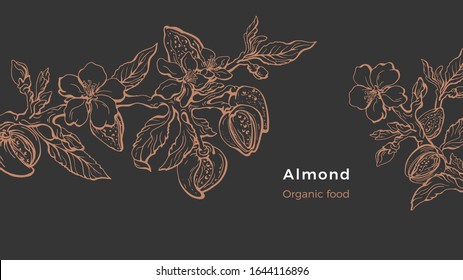 Almond template. Vector natural hazelnut. Botanical branch, fruit, leaf, flower. Art line design. Botanical illustration. Floral shape, vintage graphic sketch. Organic nature milk, bio oil 