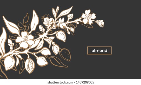 Almond template. Vector natural nut. Botanical branch, fruit, leaf, flower. Art line design. Realistic white illustration. Floral shape, vintage graphic sketch. Organic nature milk, bio oil 