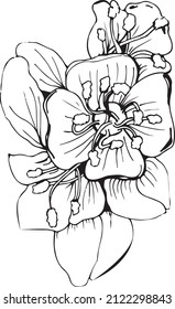 Almond tree blossoms in graphic style