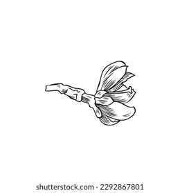 Almond tree flower, monochrome sketch vector illustration isolated on white background. Hand drawn cherry blooming flower with engraving texture. Spring season, botany and nature.