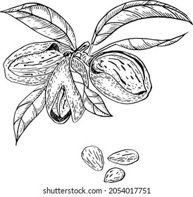 Vector de tinta dibujado a mano en árbol de almendra