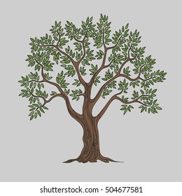 Almond tree, nut wood with branches and green leaves isolated on the grey background. Design element, cartoon style. Vector illustration.