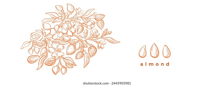 Almond tree, nuts, flowers and leaves sketch. Vintage floral engraved illustration. Botanical hand drawn template. Vegan aroma food. Floral plants with details