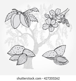 Almond, tree and nuts, vector sketch illustration