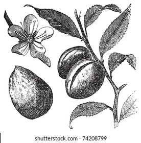 The Almond tree or prunus dulcis vintage engraving. Fruit, flower, leaf and almond. Old engraved illustration of an Almond tree, in vector, isolated on white. Fruit, flower, leaf and almond closeup.