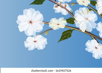 Almond tree white flowers with buds.