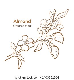 Almond. Vector botany branch on white background. Graphic nut, flower, leaves Organic milk, natural oil. Art line hand drawn sketch, vintage engrave illustration 