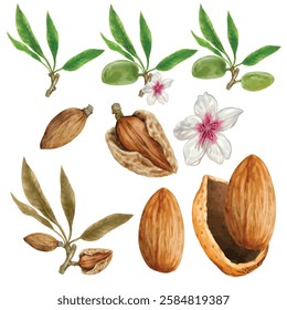 Almond vector elements set watercolor stye isolated on white background.