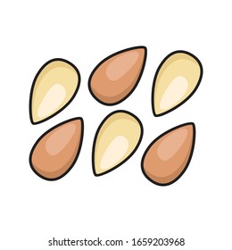 almond vector flat color icon 