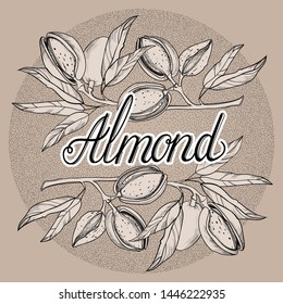 Almond. Vector graphic on background.